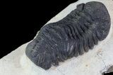 Morocops Trilobite - Foum Zguid, Morocco #84516-3